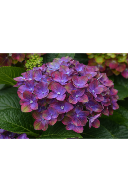 Гортензія Ребеліон Шоко Лав